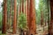 SugarBowlGroveTrail.jpg